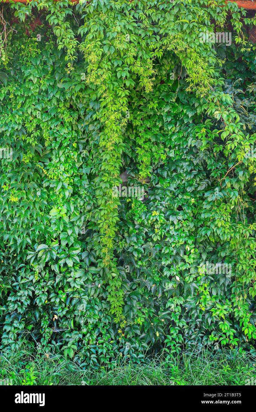 Mauerbewuchs mit fünfblättrigen Wildreben (Parthenocissus inserta) und bostoner Efeu (Parthenocissus tricuspidata), Schwaben, Bayern, Deutschland Stockfoto