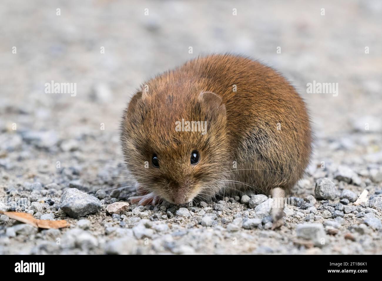 Maulwurm (Myodes glareolus) auf Steingrund, Hessen, Deutschland Stockfoto