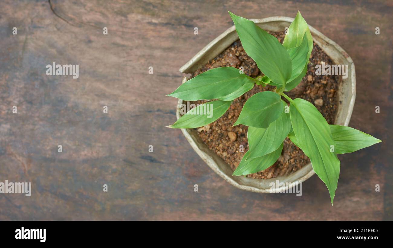 Die junge Kurkuma wächst in einem Behälter, Curcuma longa, eine in südasien heimische pflanzliche Heilpflanze, die direkt von oben auf einem rustikalen Holz genommen wird Stockfoto