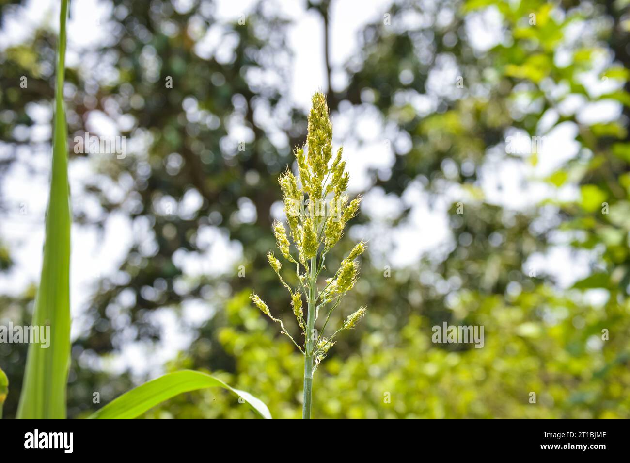 Nahaufnahme des Besenmais. Besenmais. Sorghum Millet wächst hoch vor grünem Gartenhintergrund. Feld mit Besenmais. Feld Sorghum Millet. Stockfoto