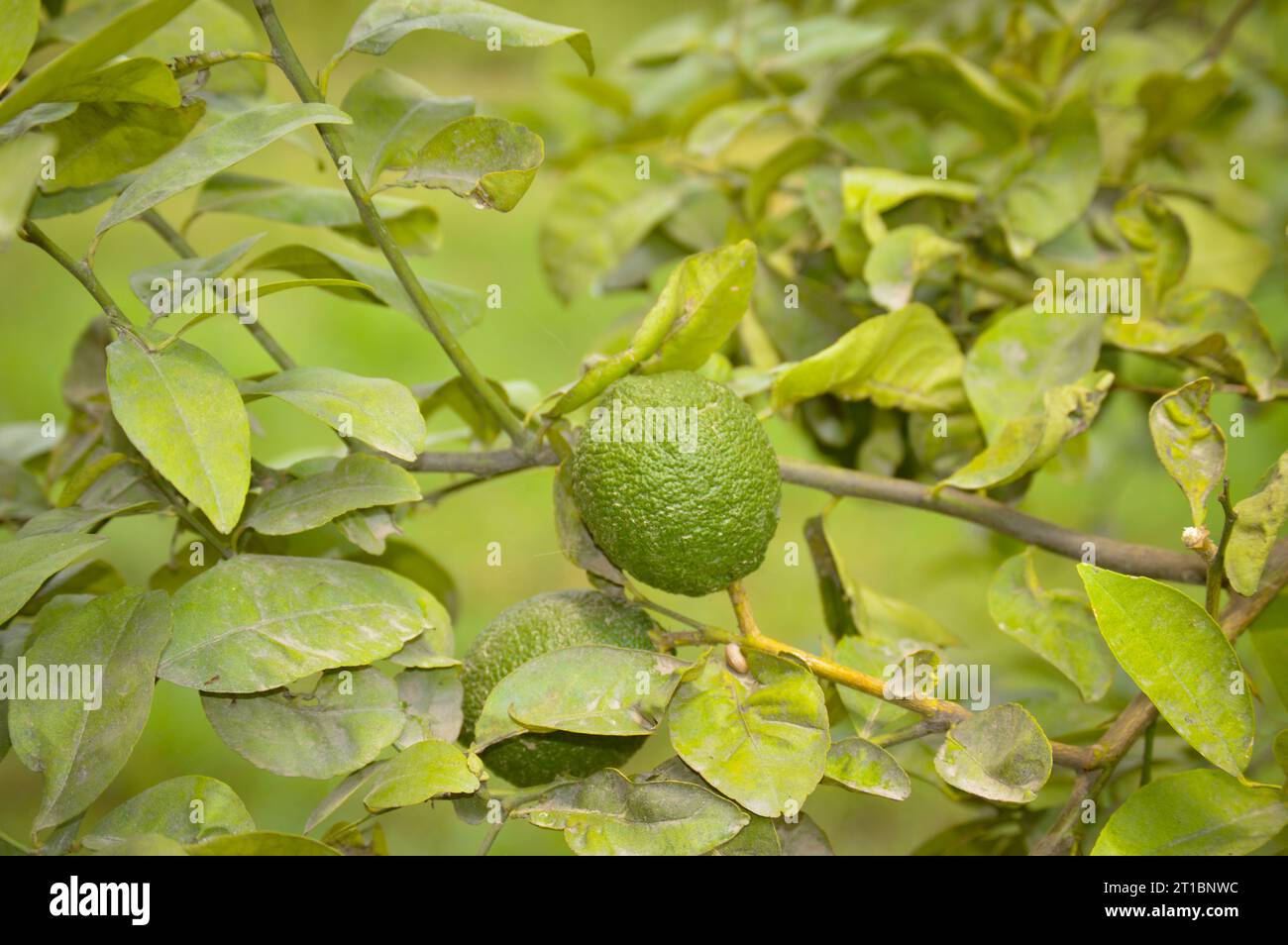 Bergamotte orange. Zitrusfrüchte der sauren Orange Bergamotte reifen auf dir nahe up.green Früchte der Bergamotte Orange auf Baum, Zitrus Bergamia. Stockfoto