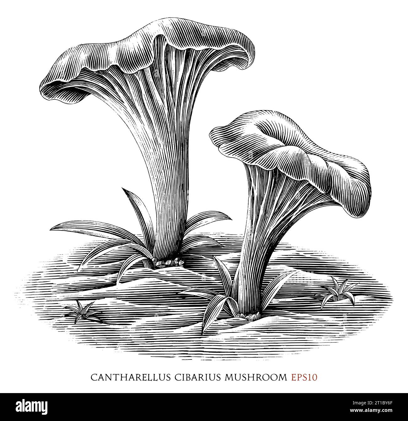 Cantharellus cibarius botanische Vintage-Illustration schwarz-weiße ClipArt Stock Vektor