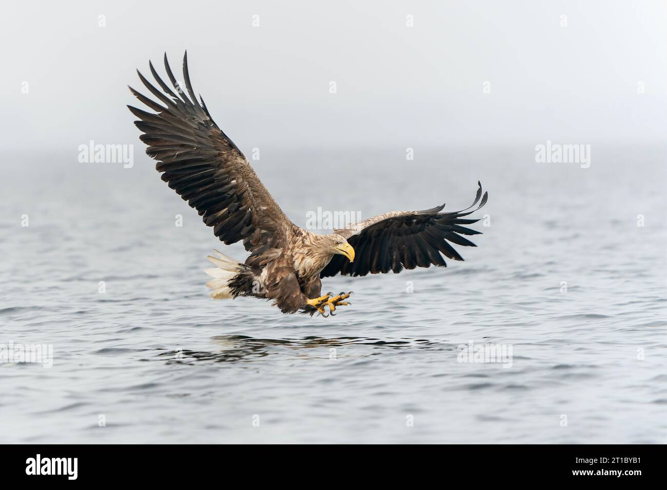 Seeadler (Haliaeetus albicilla), der einen Fisch aus dem Wasser des oder-Deltas in Polen, europa, nimmt. Polnischer Adler. National Bird Polen. Stockfoto