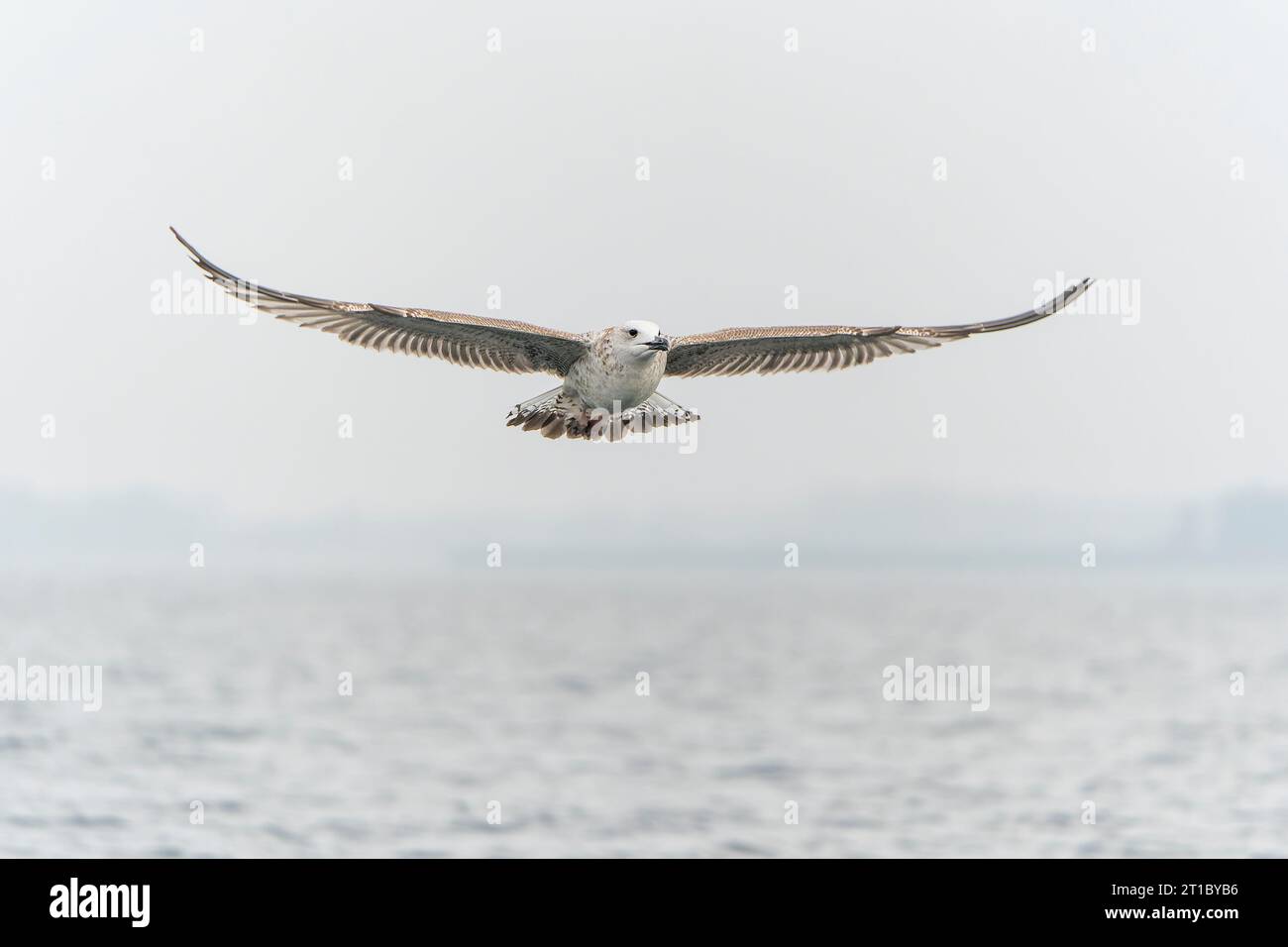 Kaspische Möwe (Larus cachinnans) im Flug. Oder-Delta in Polen, europa. Stockfoto