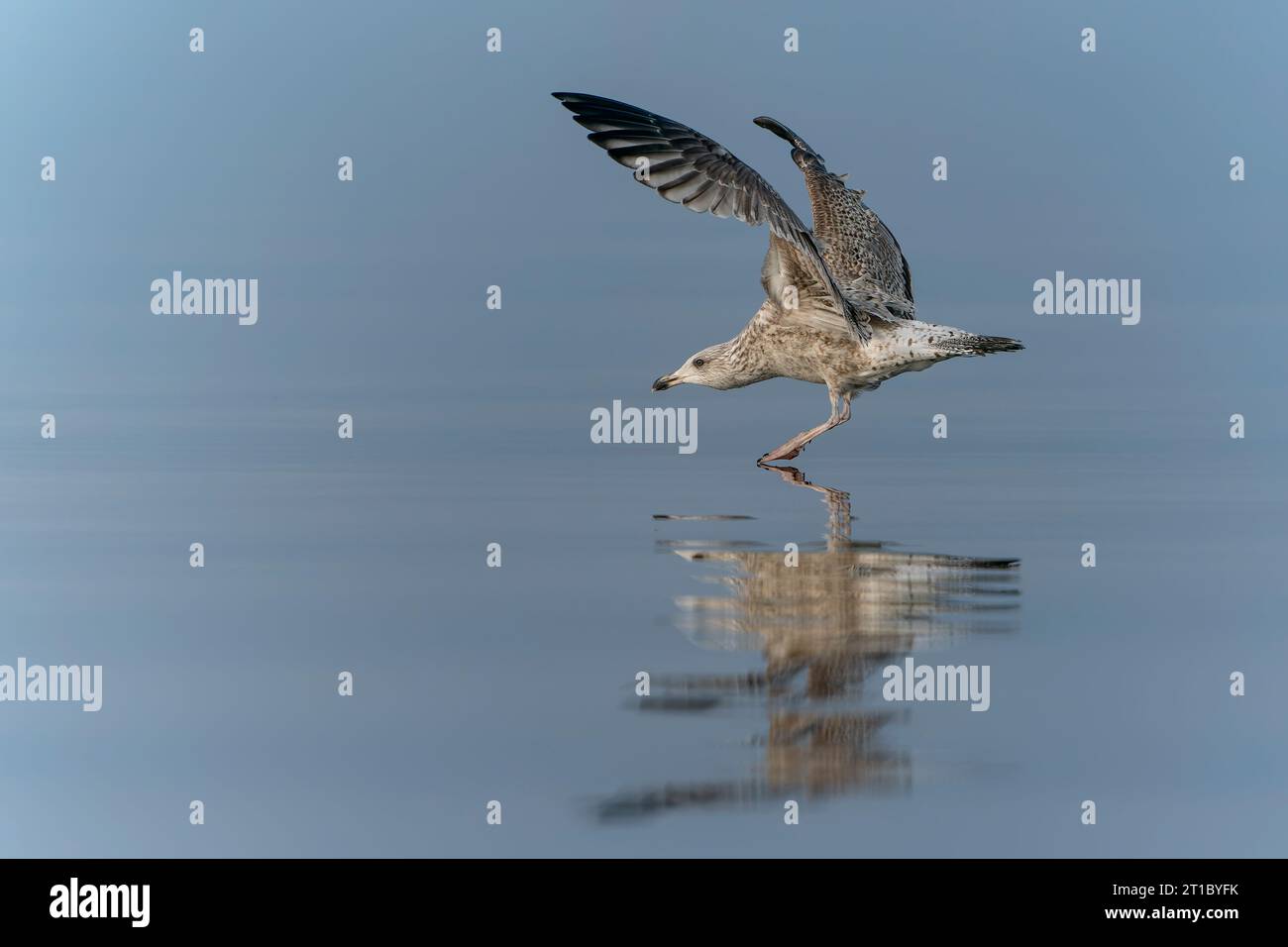 Die Kaspische Möwe (Larus cachinnans) landete gerade im oder-Delta in Polen, europa. Horizontale Streifen im Hintergrund. Stockfoto