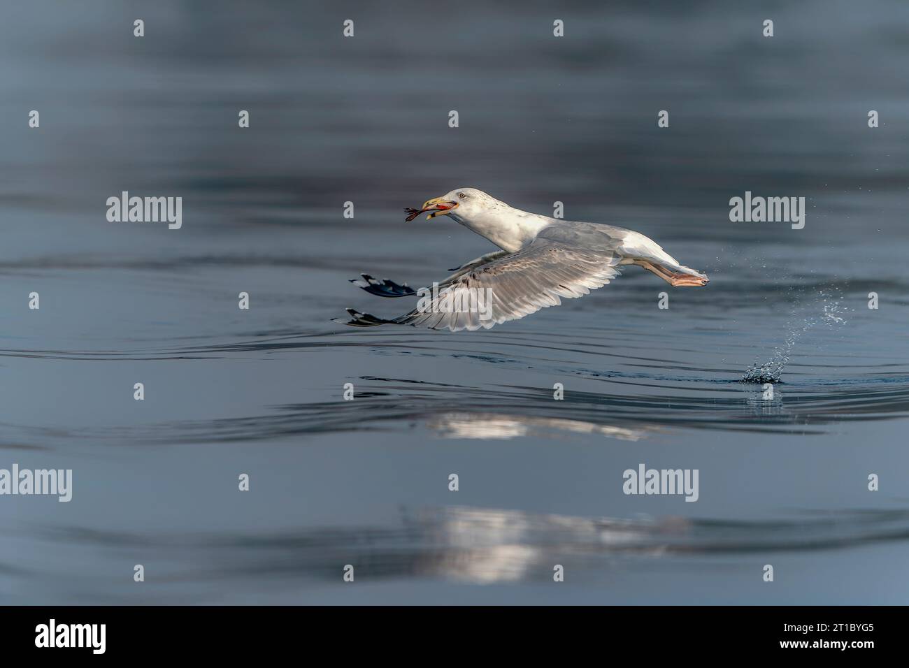 Die Kaspische Möwe (Larus cachinnans) startet im oder-Delta in Polen, europa. Blauer Hintergrund mit Kopierraum. Stockfoto