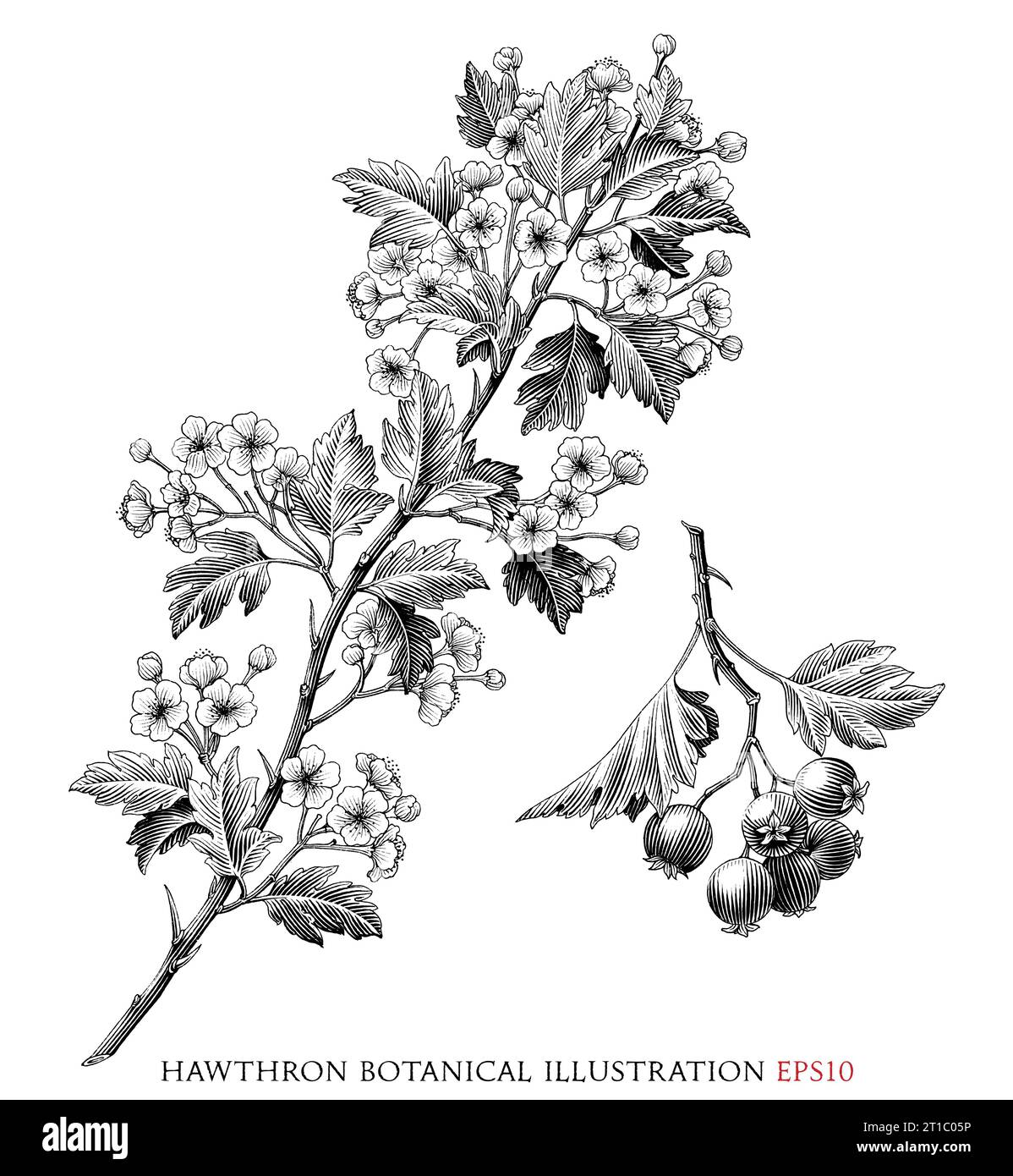 Hawthron botanische Vintage-Illustration schwarz-weiße ClipArt Stock Vektor
