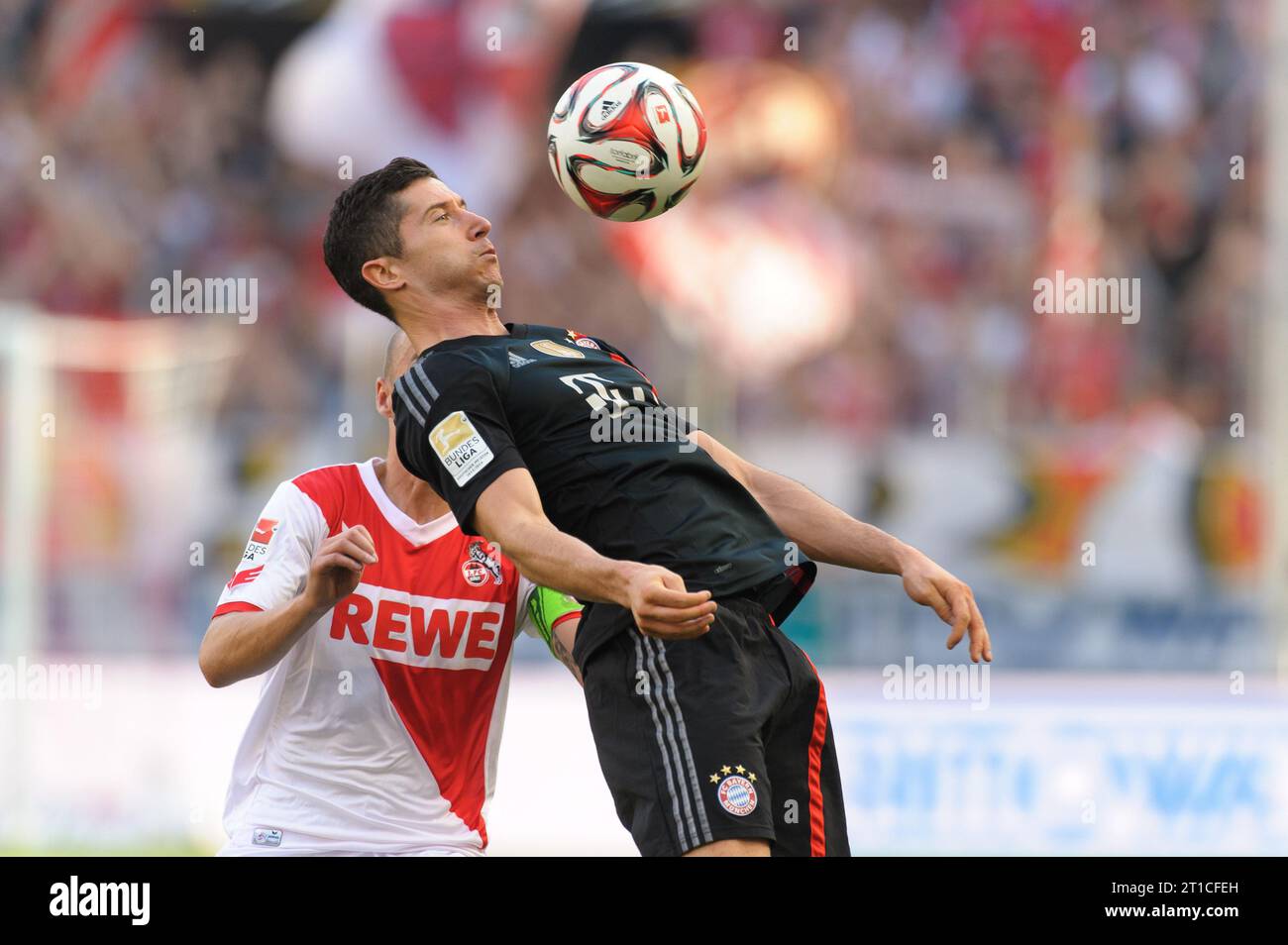 Robert Lewandowski (9 - FC Bayern München) Aktion 1.FC Köln - FC Bayern München 0:2 Fussball Bundesliga Saison 2014/2015 in Köln, Deutschland am 27.09.2014 Stockfoto