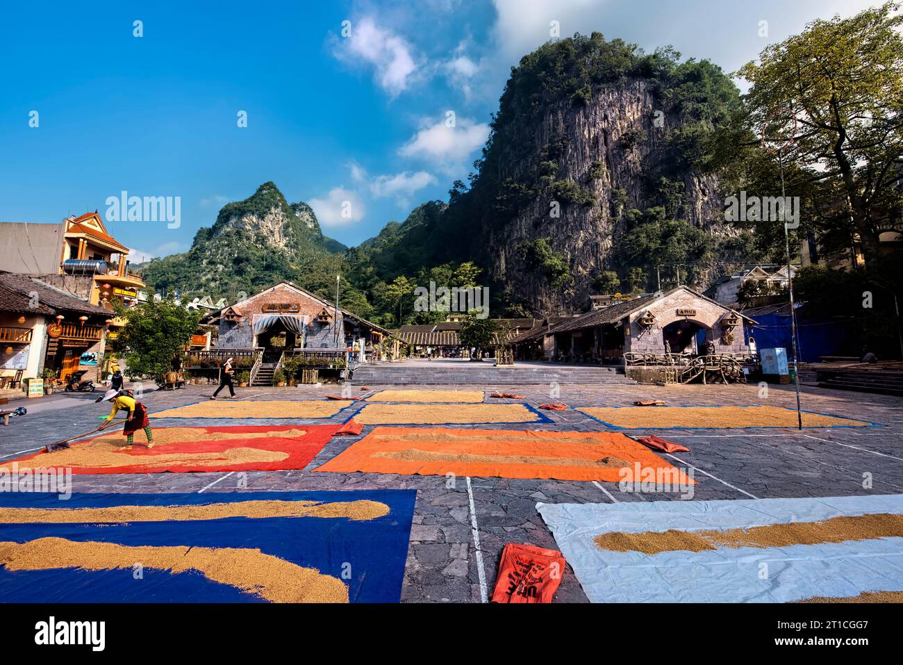 Reisernte in Dong Van, Ha Giang, Vietnam Stockfoto