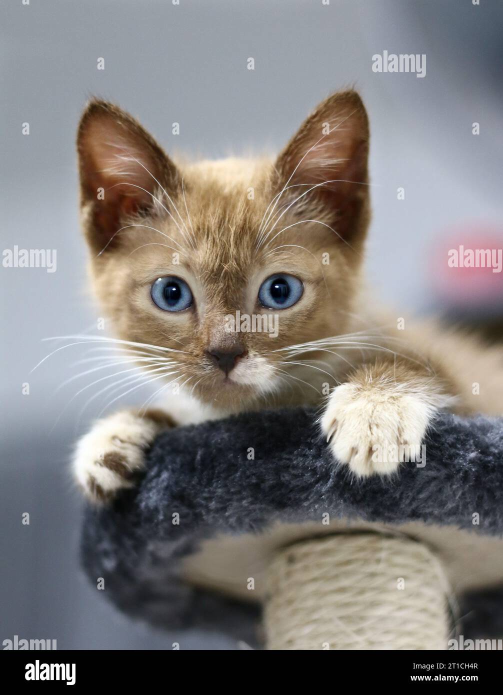 Braune blaue Augen, Kätzchen starrend; Stockfoto