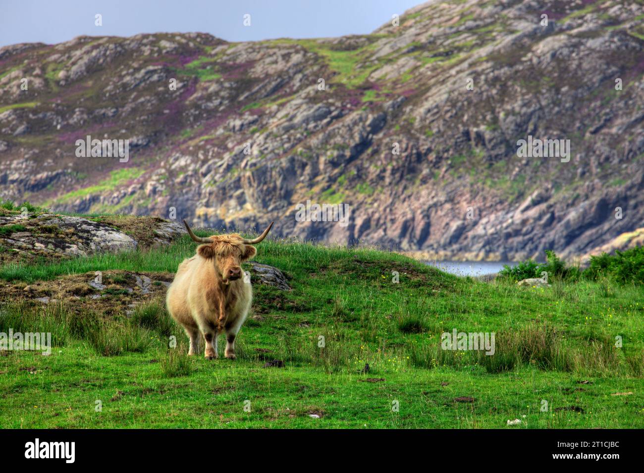 Highland Coo in Scourie, Sutherland, Schottland. Stockfoto