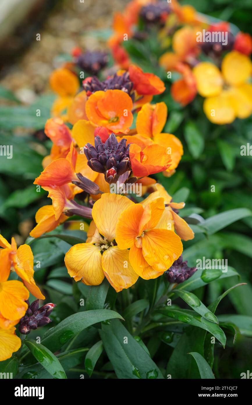 Erysimum Rysi Kupfer, mehrjährige Wallflower Rysi Kupfer, kupferorange Blüten, immergrüne mehrjährige Stockfoto