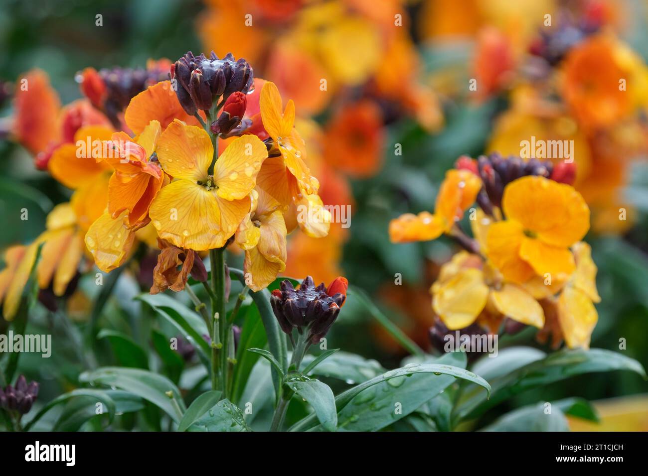Erysimum Rysi Kupfer, mehrjährige Wallflower Rysi Kupfer, kupferorange Blüten, immergrüne mehrjährige Stockfoto