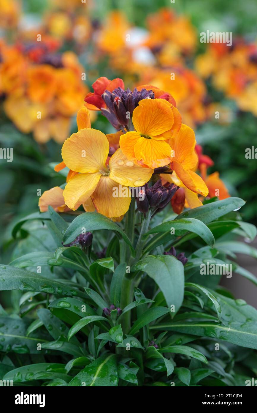 Erysimum Rysi Kupfer, mehrjährige Wallflower Rysi Kupfer, kupferorange Blüten, immergrüne mehrjährige Stockfoto