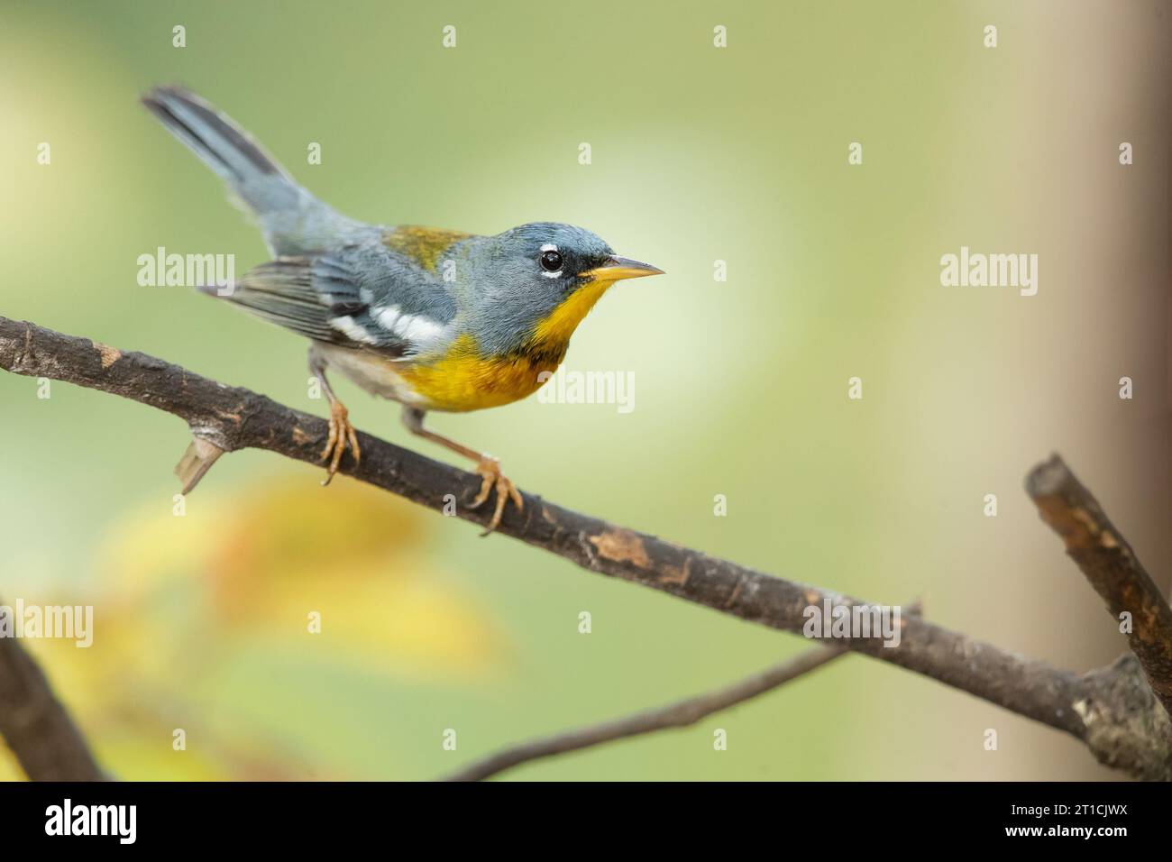 Die nördliche Parula (Setophaga americana) ist ein kleiner „New World Warbler“. Stockfoto