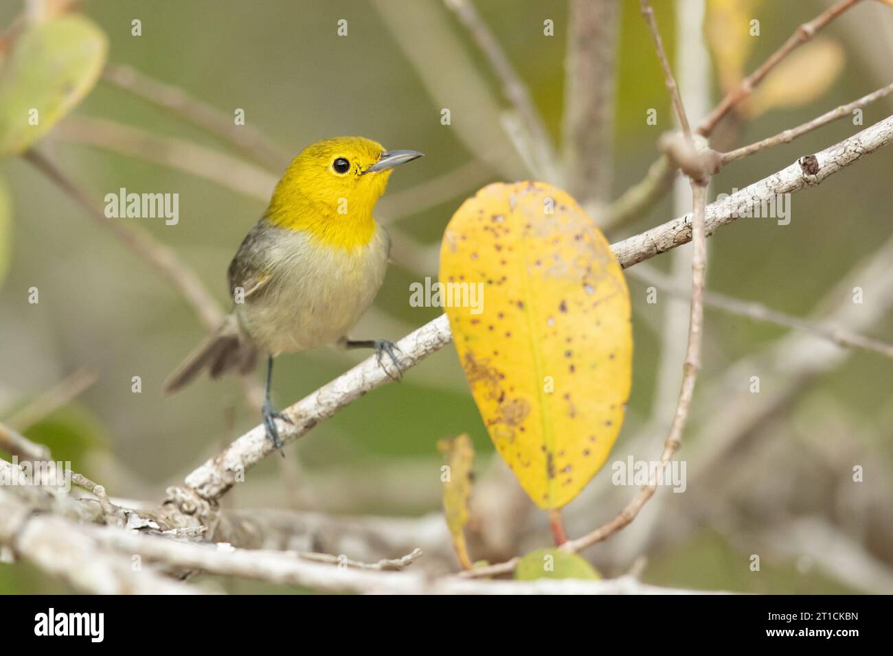 Gelbköpfiger (Teretistris fernandinae). Sie ist im Westen Kubas endemisch. Stockfoto