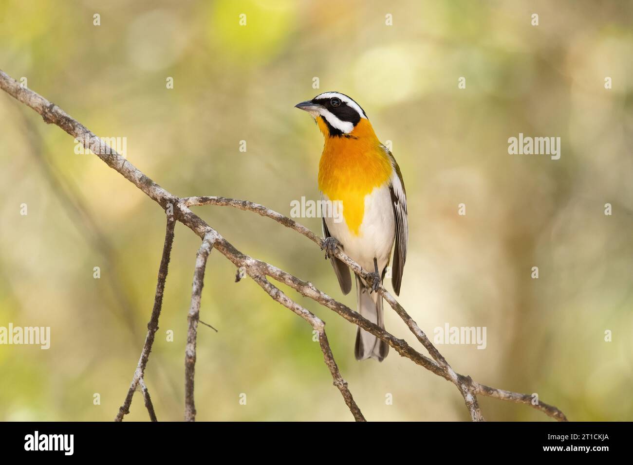 Die westliche Spinalis (Spindalis zena) ist eine singvogelart. Sie galt früher als konspezifisch mit den anderen drei Spinalis-Arten Stockfoto