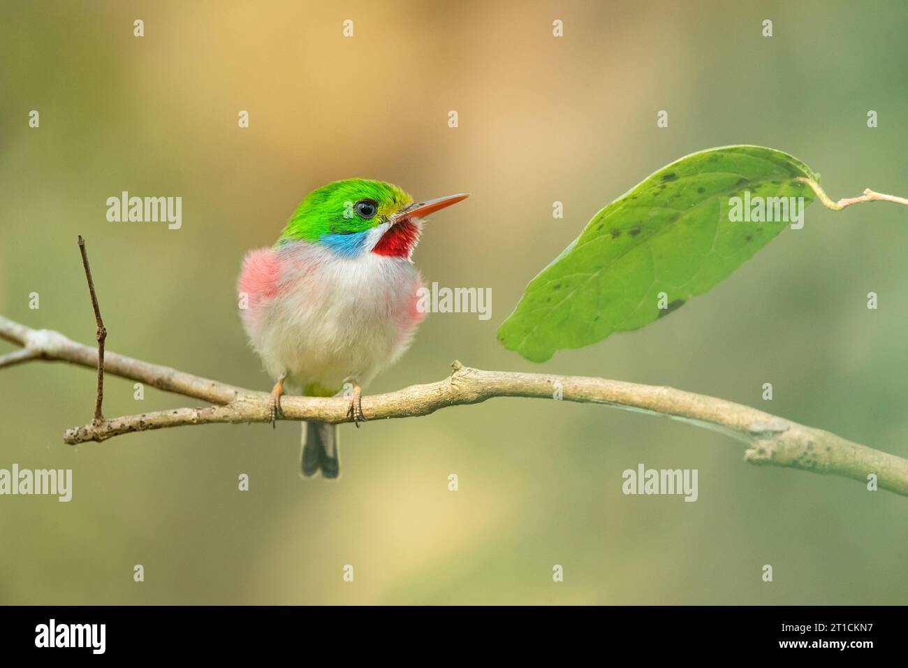 Kubanische Tody (Todus Multicolor) ist eine Vogelart aus der Familie der Todidae, die auf Kuba und die angrenzenden Inseln beschränkt ist Stockfoto