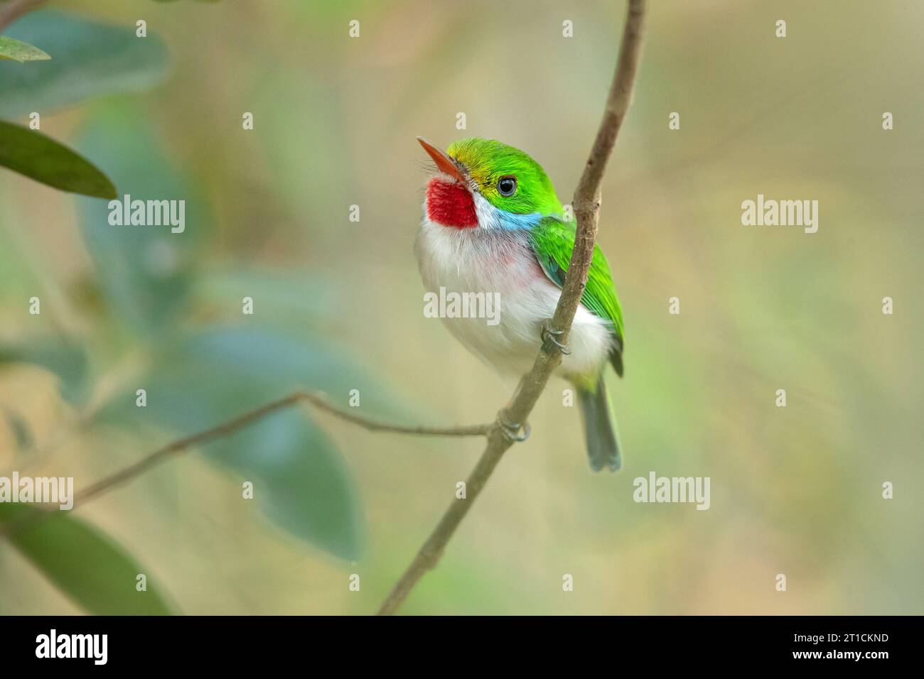 Kubanische Tody (Todus Multicolor) ist eine Vogelart aus der Familie der Todidae, die auf Kuba und die angrenzenden Inseln beschränkt ist Stockfoto