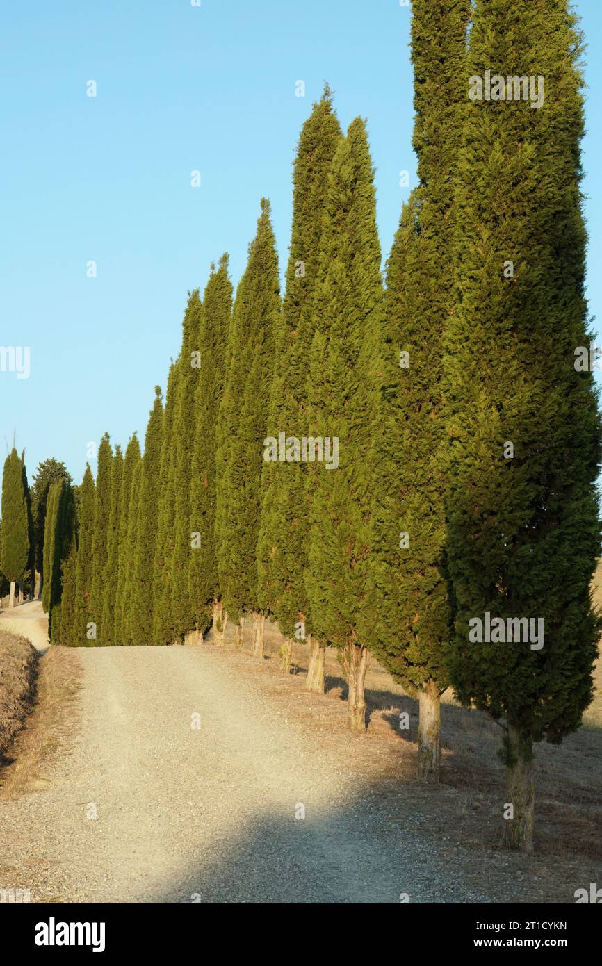 Eine lange Reihe von Zypressen flankiert eine Landstraße, Cupressus sempervirens; Cupressaceae; Stockfoto