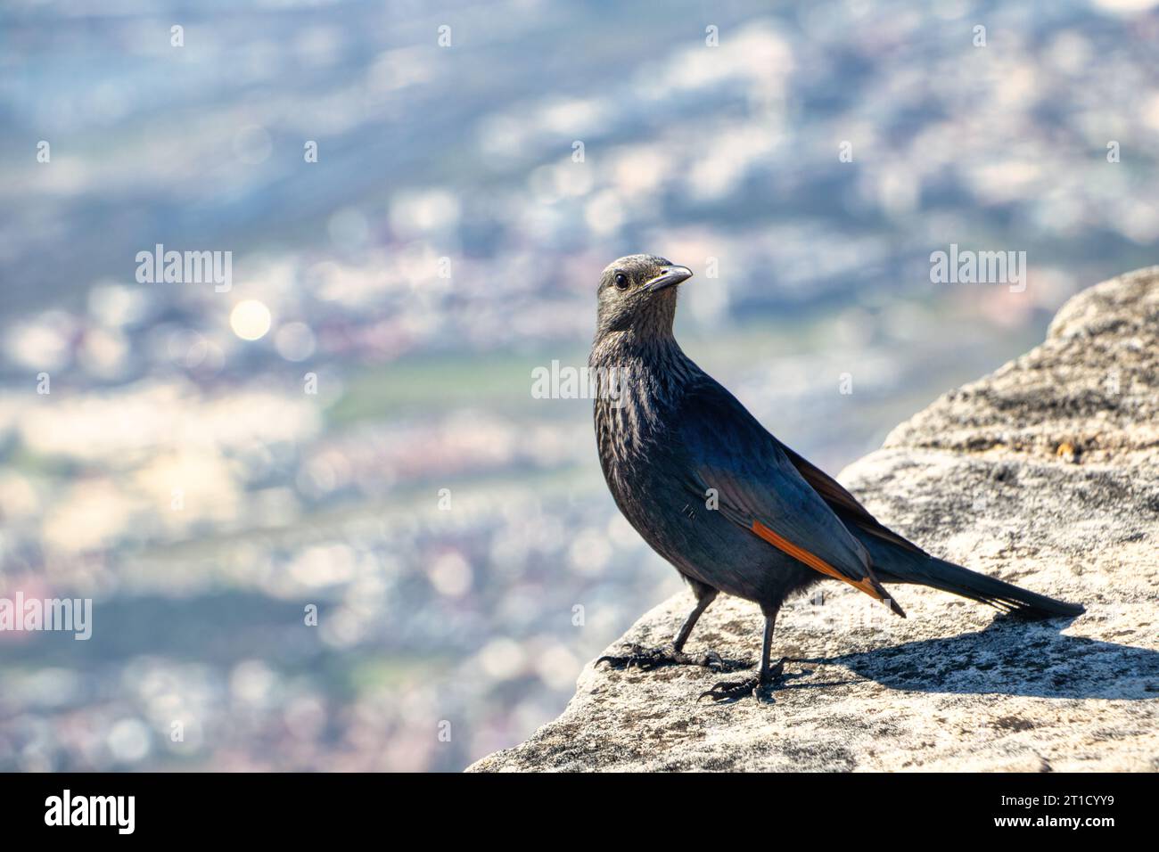 Tristram-Starling, Onychognathus tristramii), auch bekannt als Tristram-Starling oder Tristram-Grackle, ist eine Sternenart, die in der mittleren EAS beheimatet ist Stockfoto