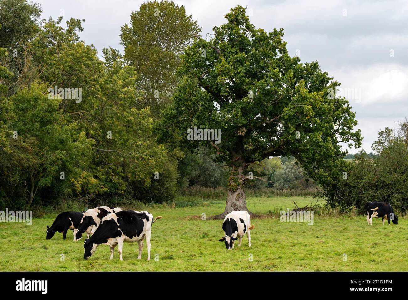 Friesische Milchkuhherde Ufford Suffolk England Stockfoto