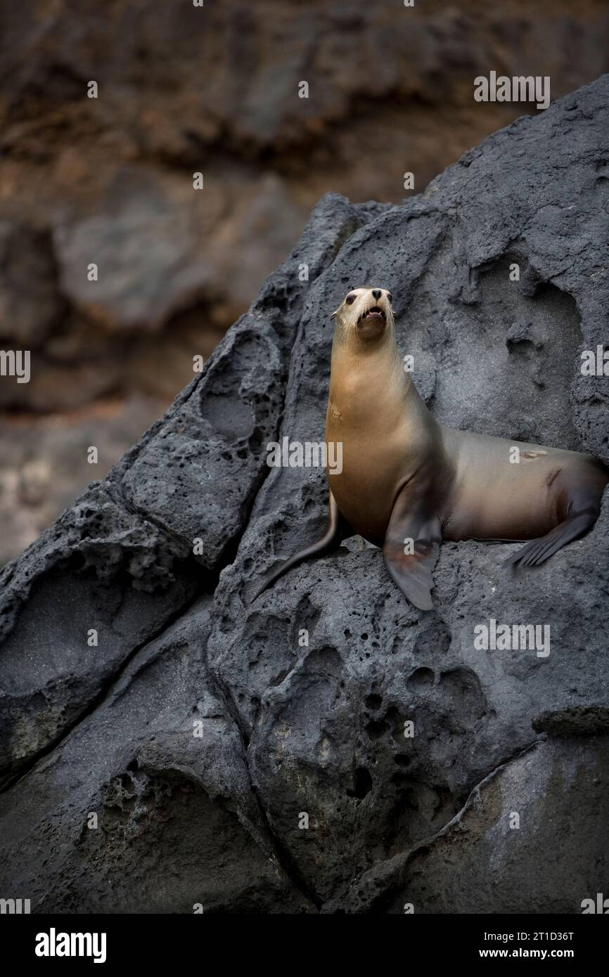 DICHTUNGSPOSITION Stockfoto