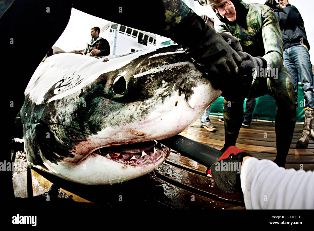 Die Mitglieder der Great White Crew der Expedition helfen dabei, einen Wasserschlauch in den Mund eines weißen Haies zu stecken. Stockfoto