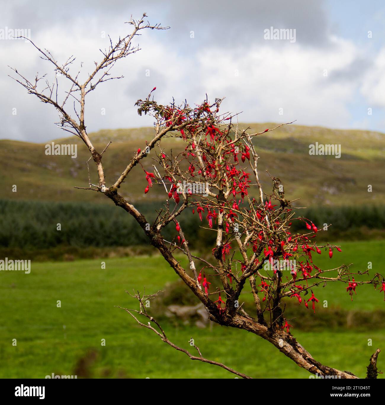 Red Fuchsia, Irland, wächst unter schwierigen Bedingungen, mit einem toten Zweig Stockfoto