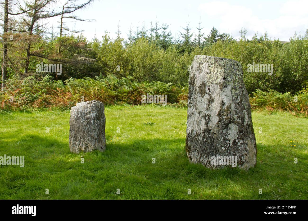 Zwei stehende Steine, ein großer und ein kleinerer, in der Nähe eines Waldrandes in Irland. Stockfoto