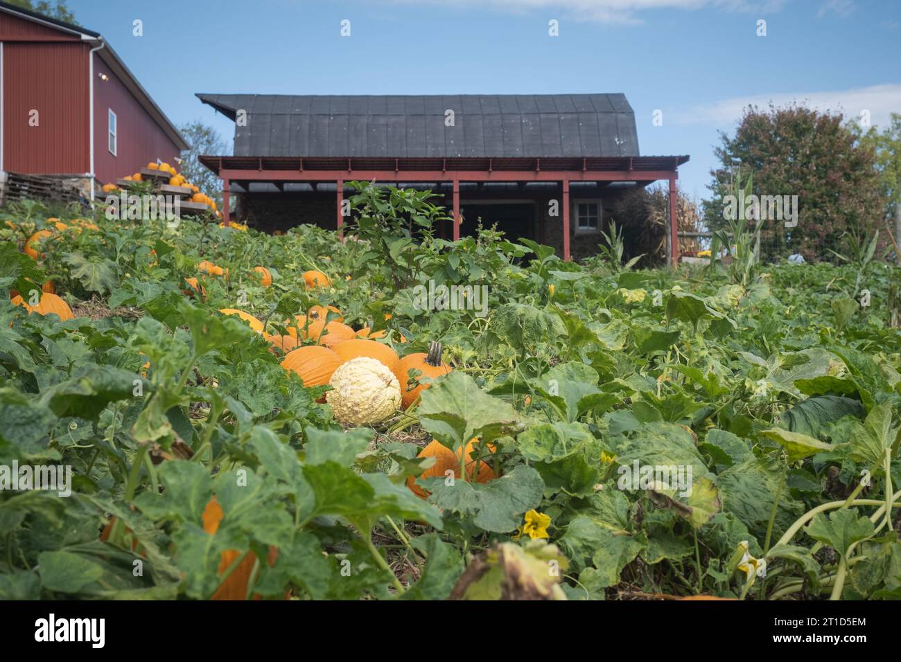 Kürbisse auf dem Feld mit roter Scheune an einem sonnigen Herbsttag. Stockfoto