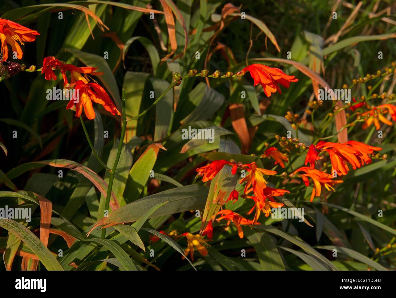 Leuchtend rote und orangene Blüten von Montbretia, auch bekannt als Crocosmia Stockfoto