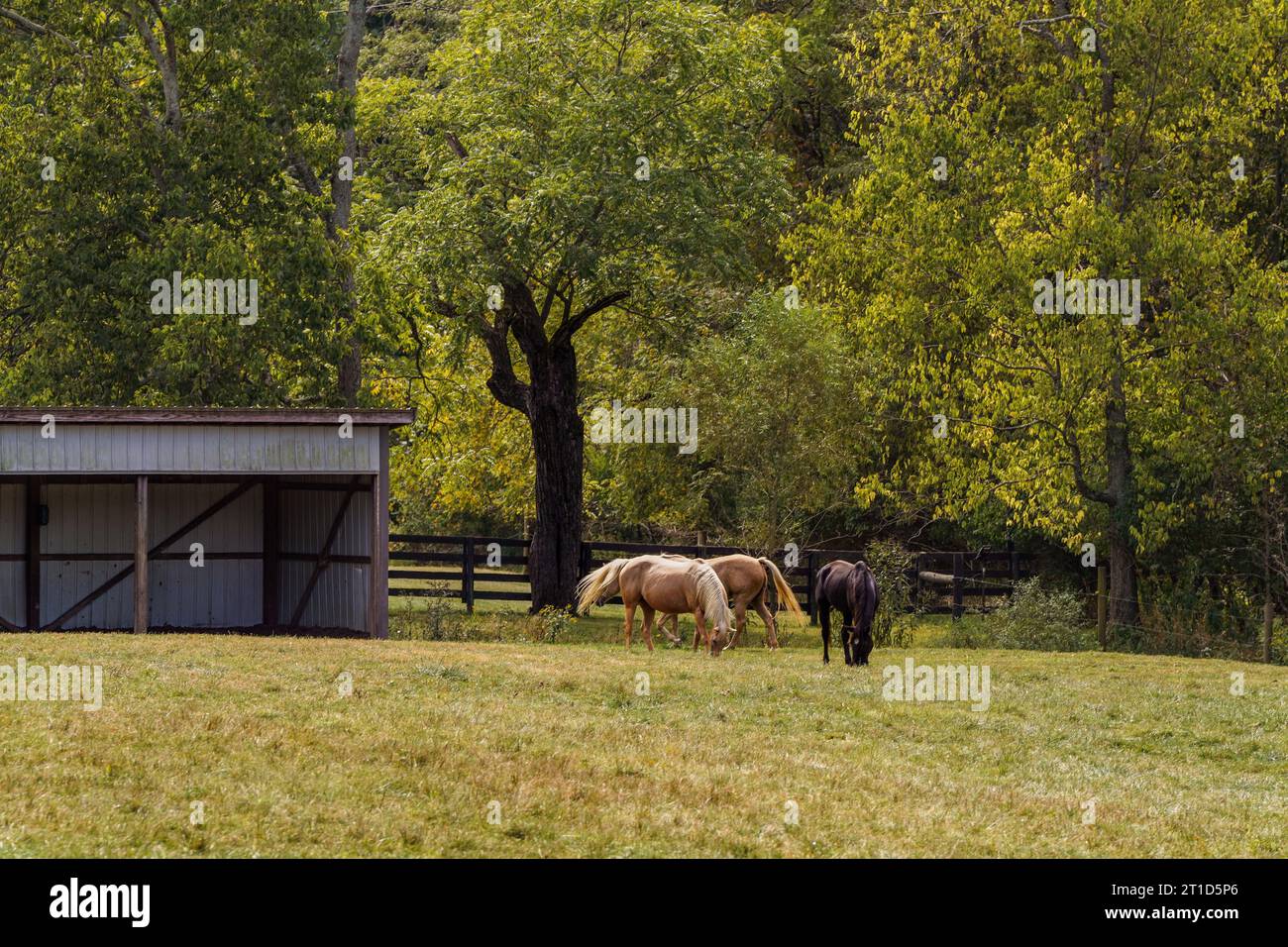 Pferde, die auf der Weide vor dem Tierheim grasen Stockfoto