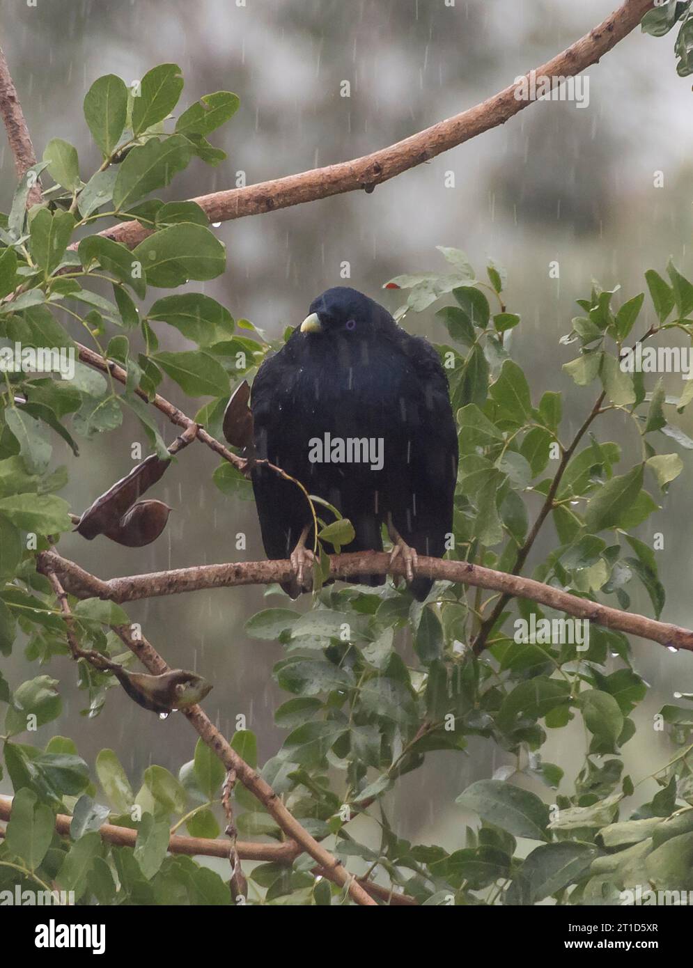 Nasser, schwarzer, glänzender australischer erwachsener männlicher Satin-Bowerbird, Ptilonorhynchus violaceus, der bei strömendem Herbstregen auf einem Baumzweig thront. Queensland. Stockfoto