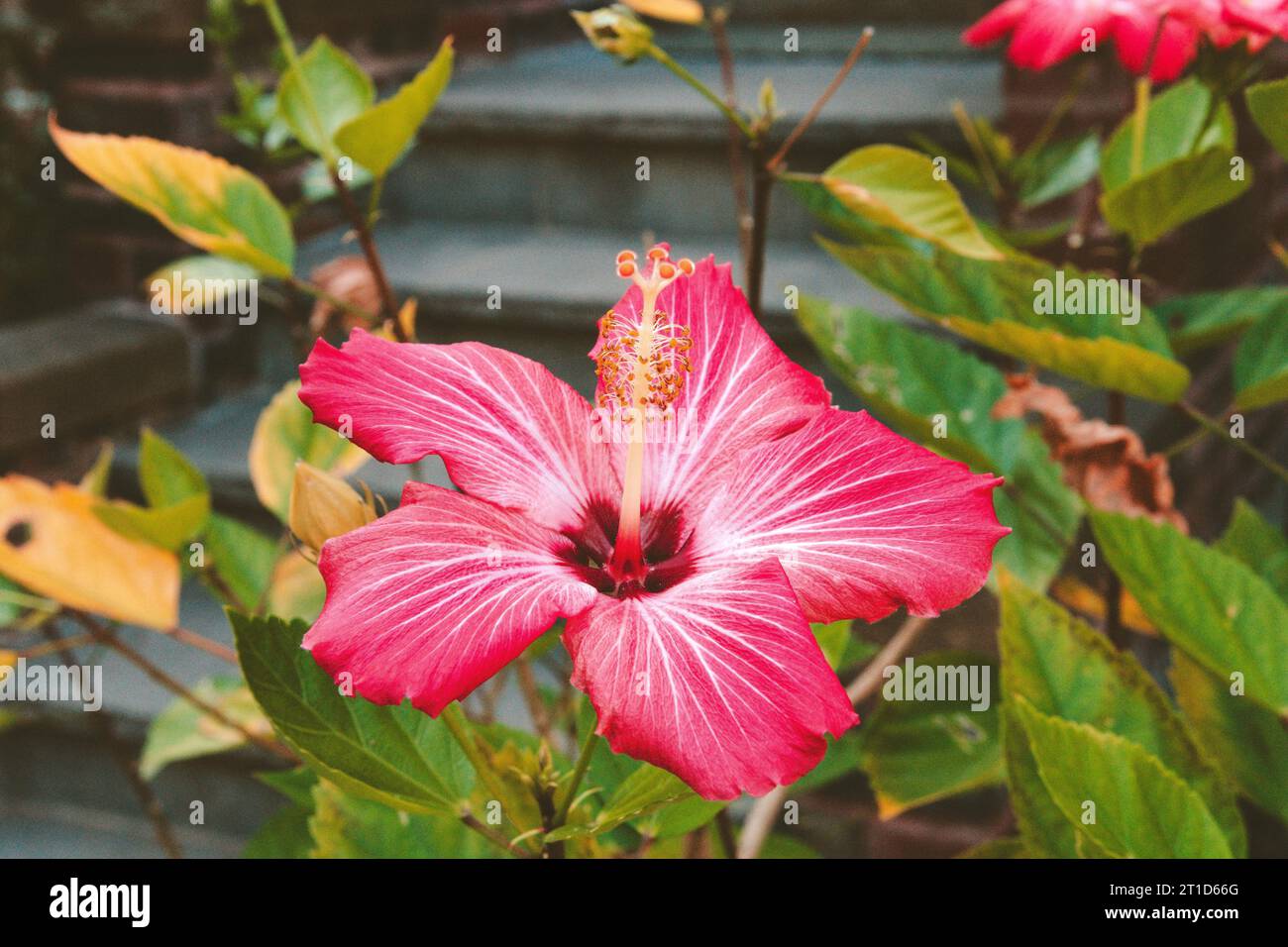Hibiscus - verschiedene Aussichten Stockfoto