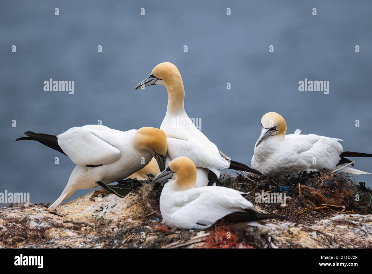 das nördliche Tölpel liegt auf einem Felsen auf der Insel Helgoland Stockfoto