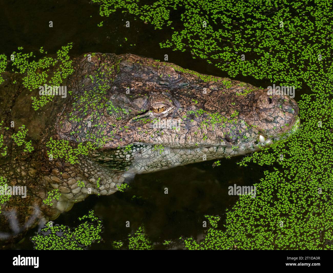 Leiter des Krokodils Crocodylus palustris von Marsh Stockfoto