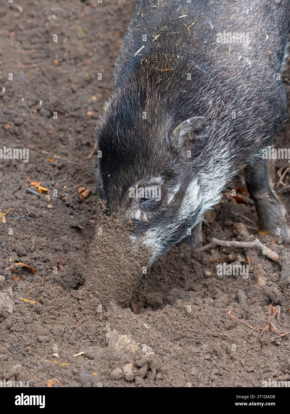Visayan Warty Pig Sus cebifrons Stockfoto