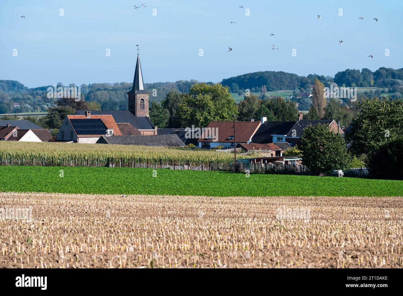 Landwirtschaftliche Felder, teilweise geerntet mit dem Dorf Waarbeke im Hintergrund, Ostflämische Region, Belgien Credit: Imago/Alamy Live News Stockfoto