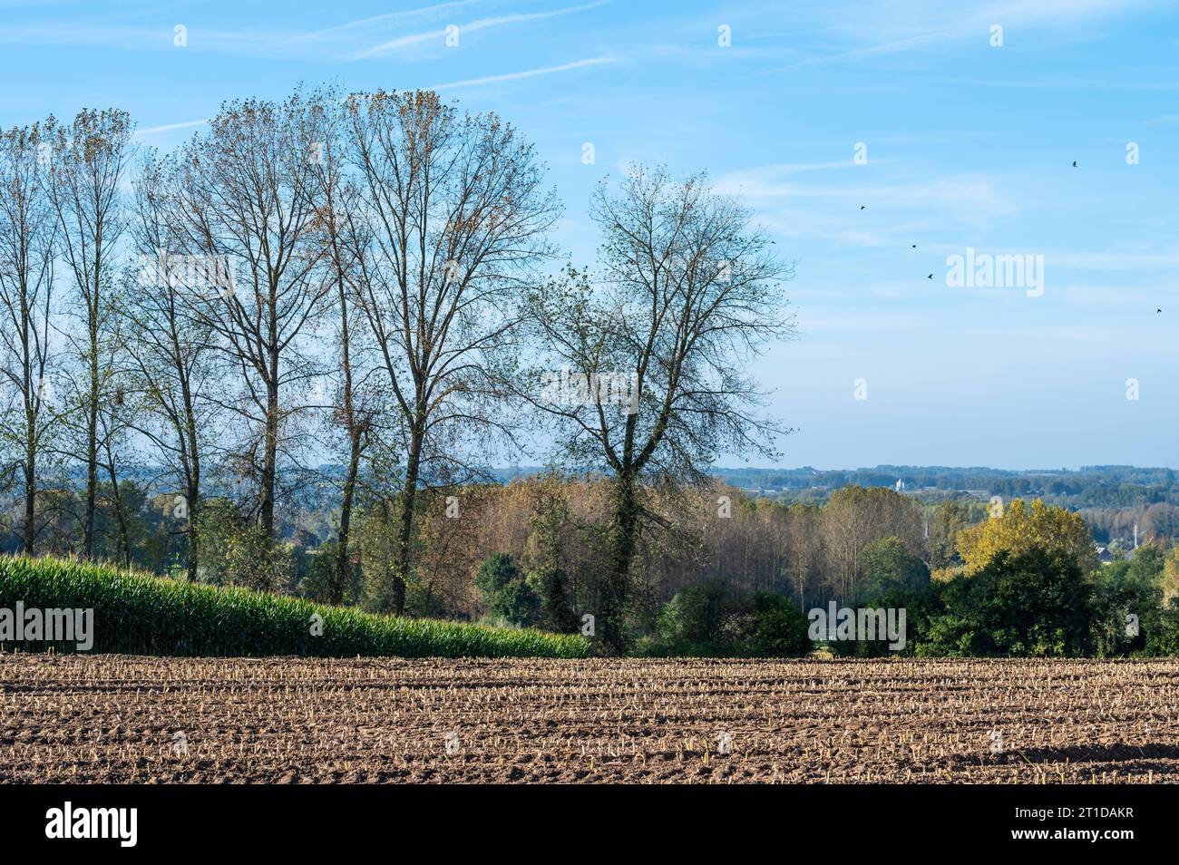 Maisfelder und Bäume in der flämischen Landschaft um Waarbeke, Ostflämische Region, Belgien Credit: Imago/Alamy Live News Stockfoto
