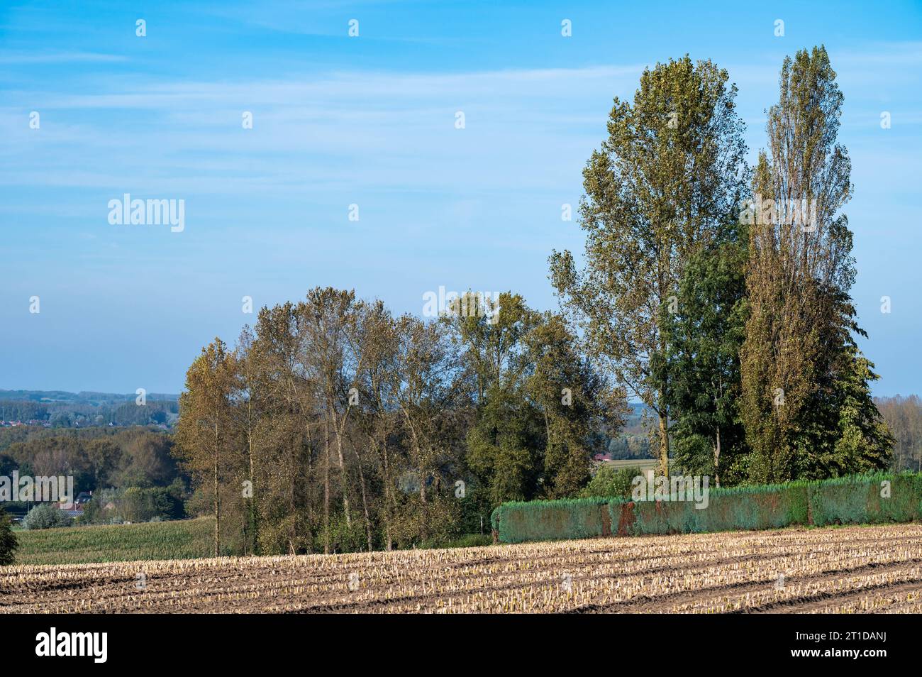 Maisfelder und Bäume in der flämischen Landschaft um Waarbeke, Ostflämische Region, Belgien Credit: Imago/Alamy Live News Stockfoto