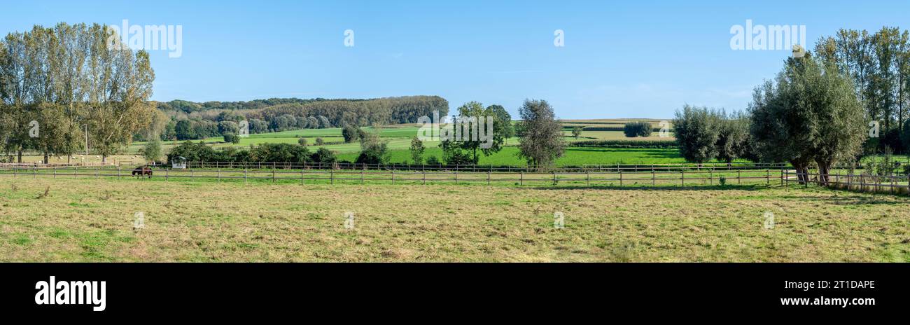 Extra großer Panoramablick mit grünen Feldern und grasenden Pferden auf die flämische Landschaft rund um Zandbergen, Ostflämische Region, Belgien Credit: Imago/Alamy Live News Stockfoto