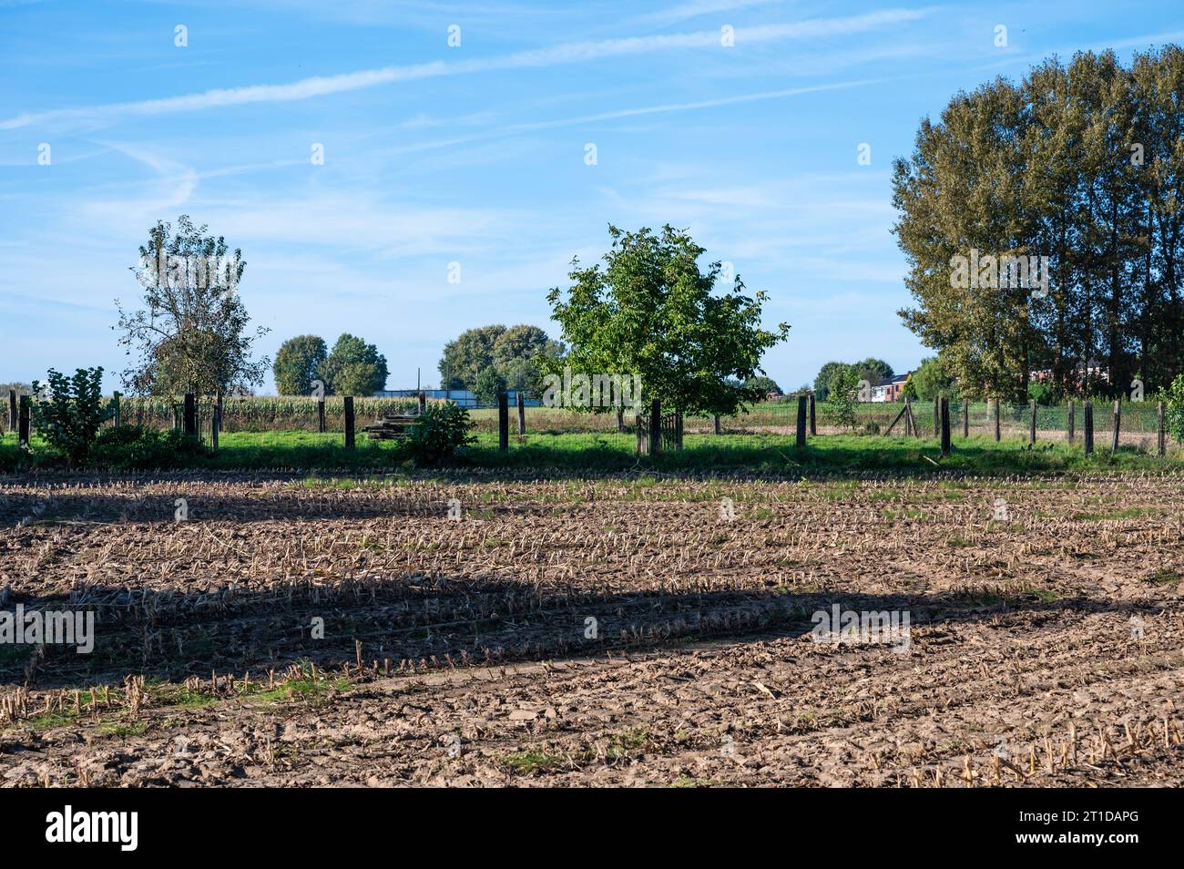 Geerntete Maisfelder in der flämischen Landschaft um Appelterre-Eichem, Ostflämische Region Credit: Imago/Alamy Live News Stockfoto