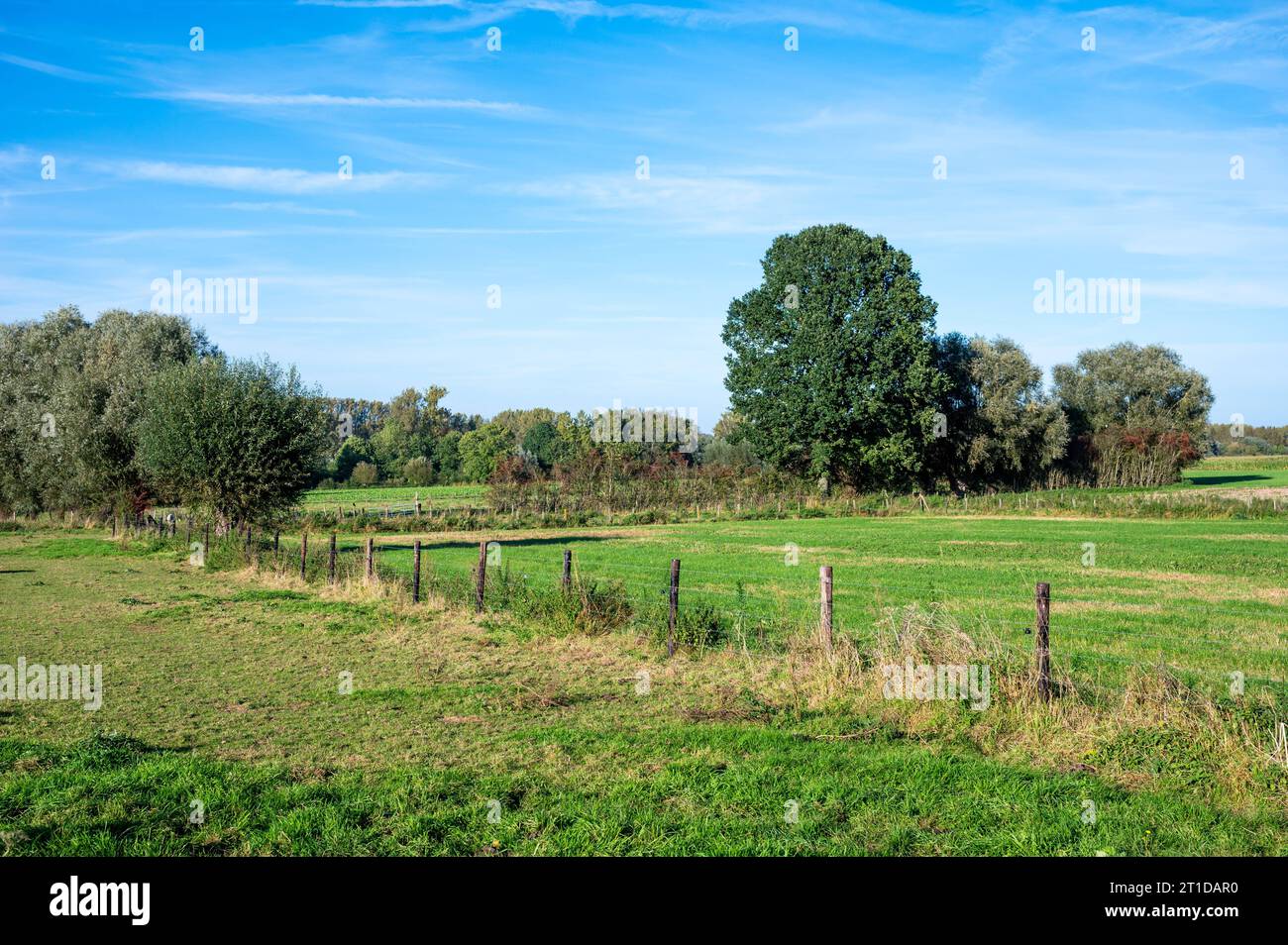 Diagonalzaun in den grünen Feldern der landwirtschaftlichen Felder um Aspelare, Ostflämische Region, Belgien Credit: Imago/Alamy Live News Stockfoto