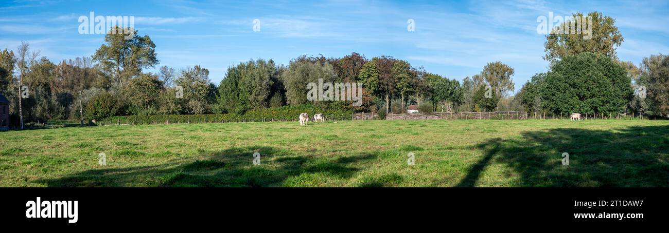 Kühe weiden auf den grünen Wiesen in der flämischen Landschaft um Aspelare, Ostflämische Region, Belgien Credit: Imago/Alamy Live News Stockfoto