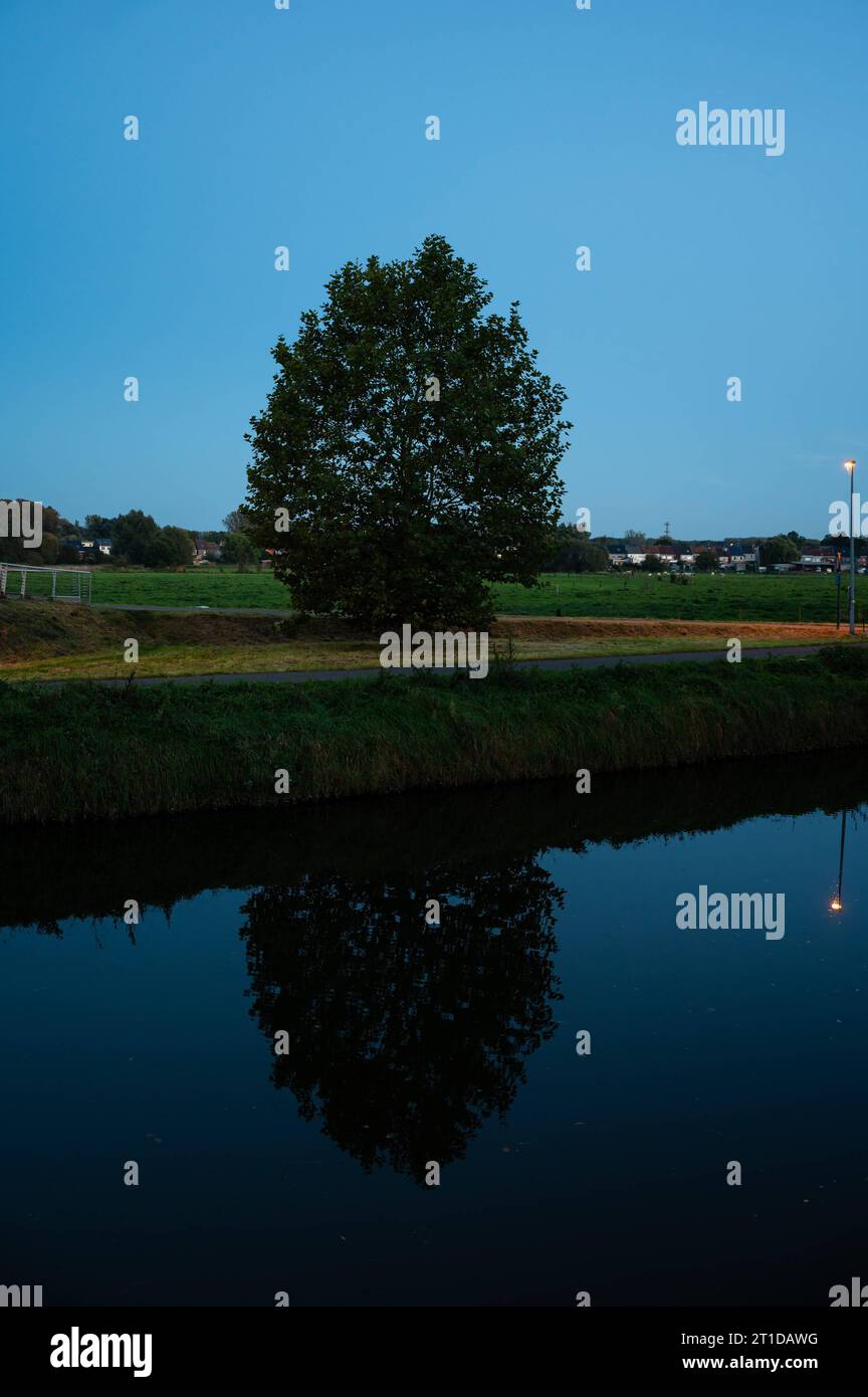 Reflektierender Baum am Ufer des Dender während der blauen Stunde, Denderleeuw, Ostflämische Region, Belgien Credit: Imago/Alamy Live News Stockfoto