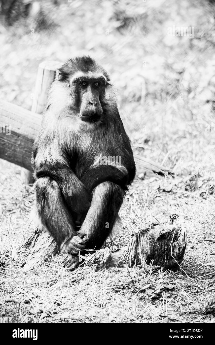 Tonkean Macake Affe in einem Primatenpark - Macaca tonkeana Stockfoto