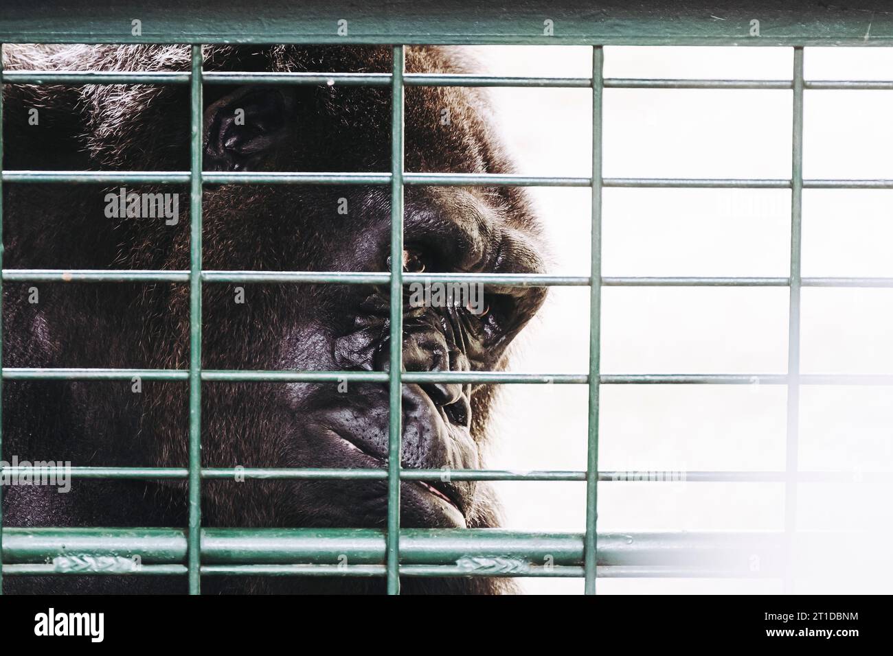Porträt eines westlichen Tieflandgorillas hinter Gittern Stockfoto