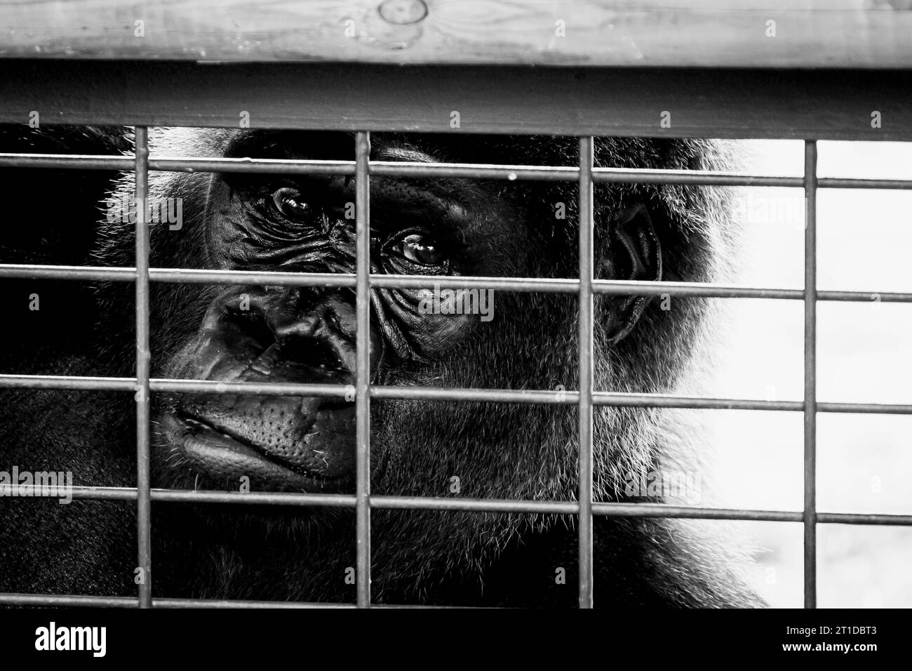 Porträt eines westlichen Tieflandgorillas hinter Gittern Stockfoto