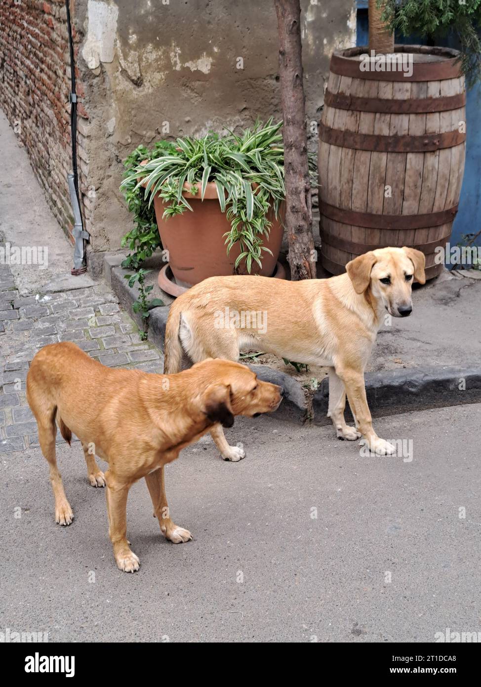 Hunde in Tiflis (Georgien) Stockfoto